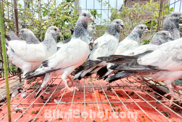 আর্মি + পাংখি ফ্যাট বেবি